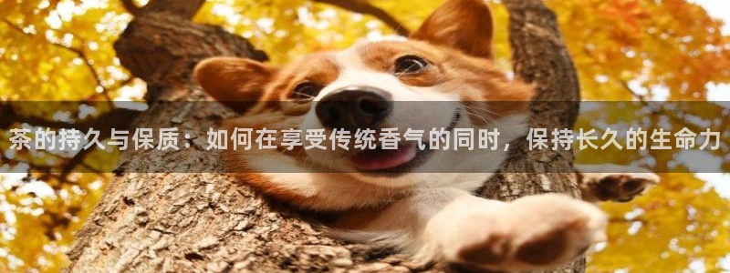 今金年会
