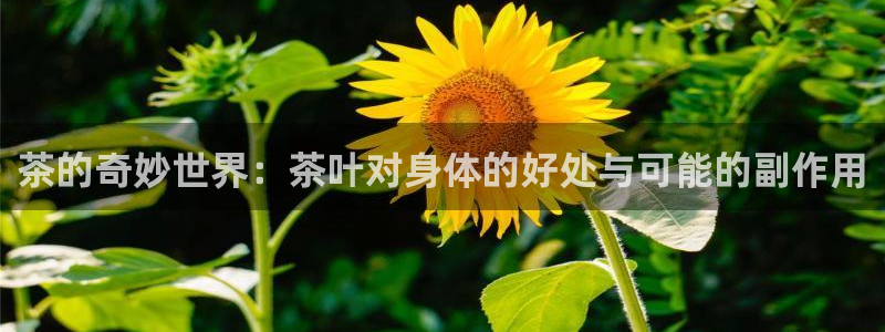 金年会赌博