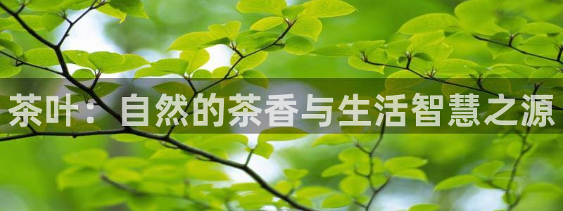 金年会是真的吗
