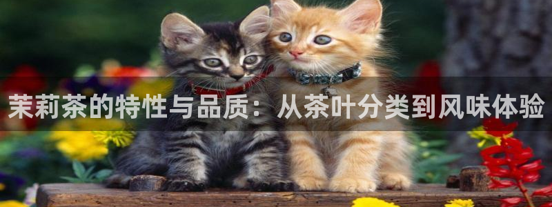 金年会娱乐官网