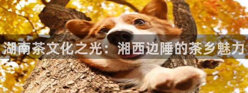 金年会体育在线入口