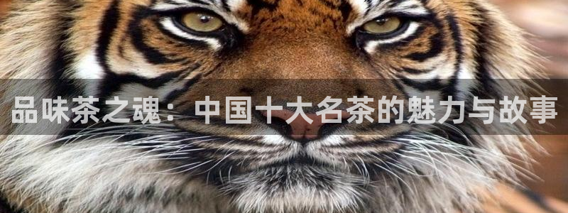 金年会.cc