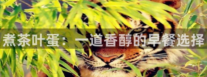 金金年会